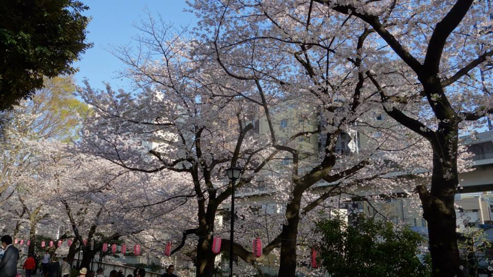 江戸川橋公園の桜